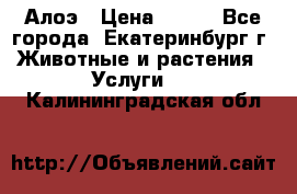 Алоэ › Цена ­ 150 - Все города, Екатеринбург г. Животные и растения » Услуги   . Калининградская обл.